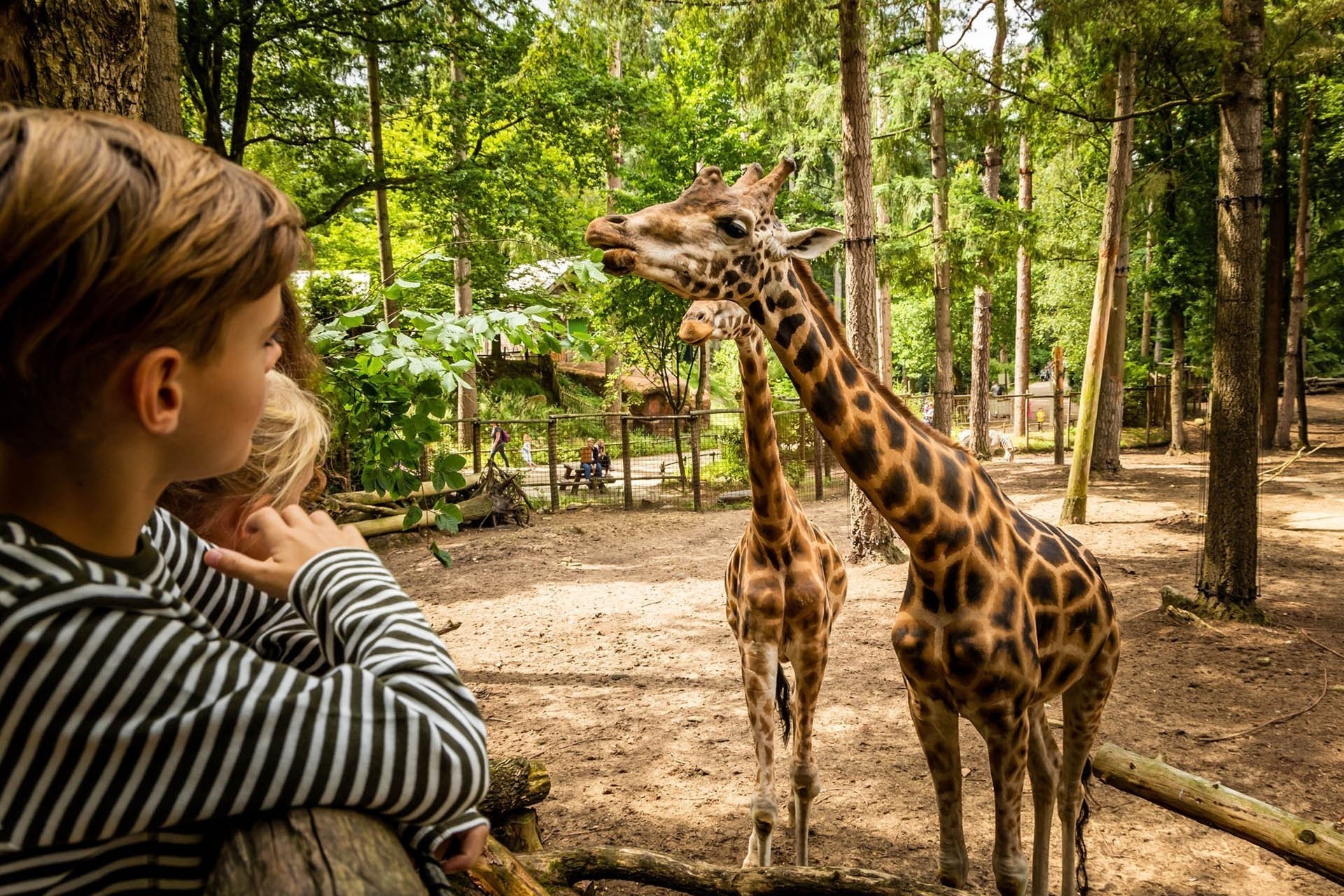 1 hoofdbeeld giraffe