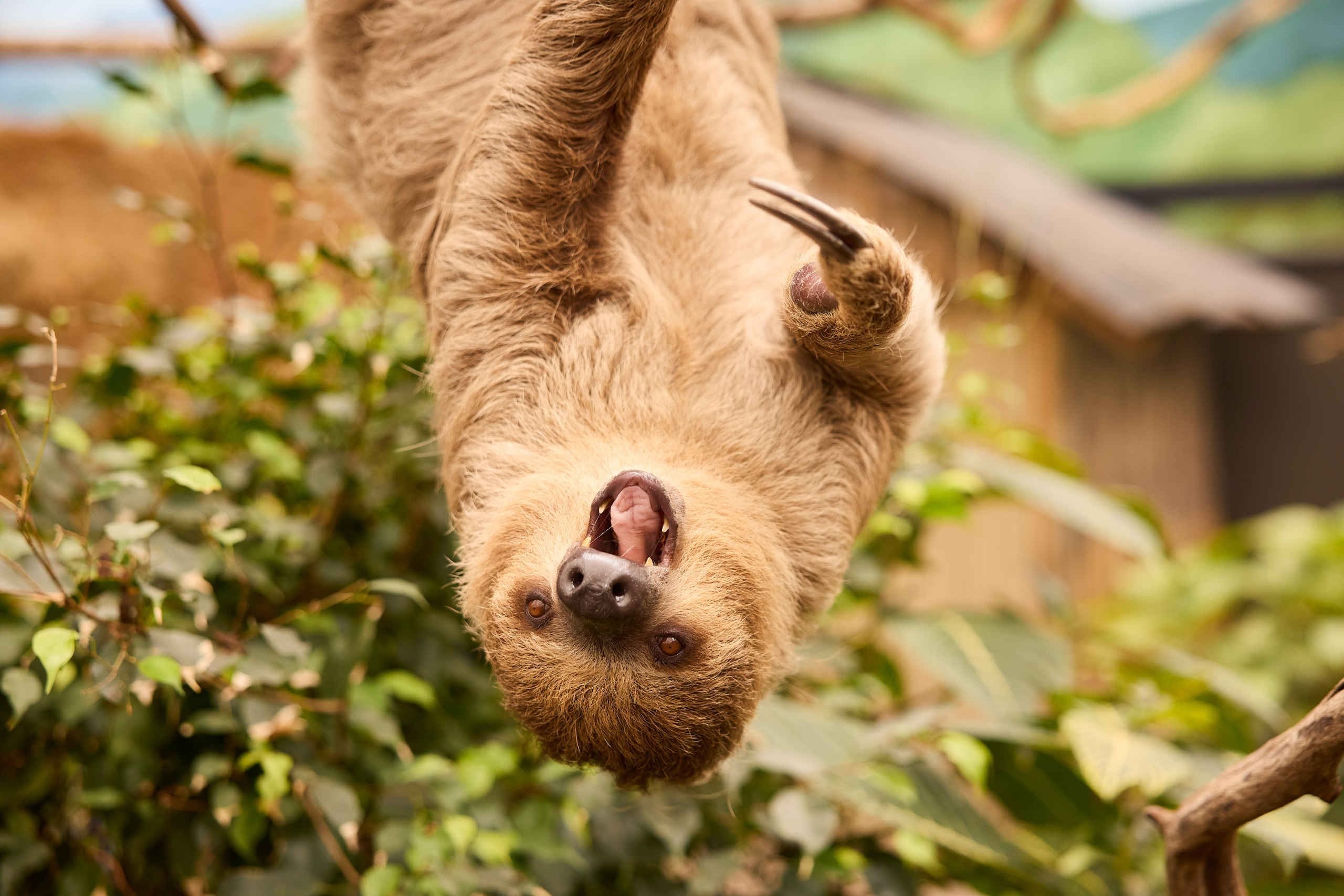 Zooparc